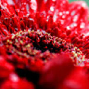 Meet your Posher, Chloe